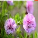 100Pcs A Set  Calibrchoa Million Bells Seed ProQgf