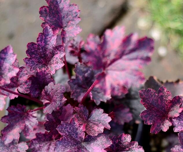 100Pcs A Set  Heuchera micrantha Midnight Rose Seed ProQgf