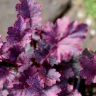 100Pcs A Set  Heuchera micrantha Midnight Rose Seed ProQgf