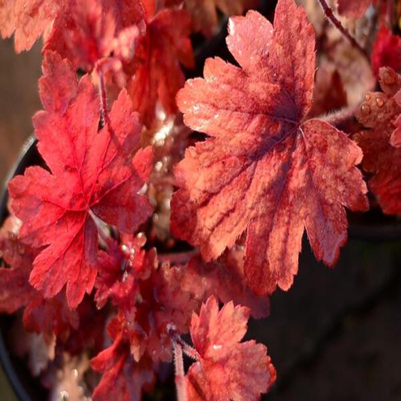 100Pcs A Set  dark orange Heuchera  Seed ProQgf