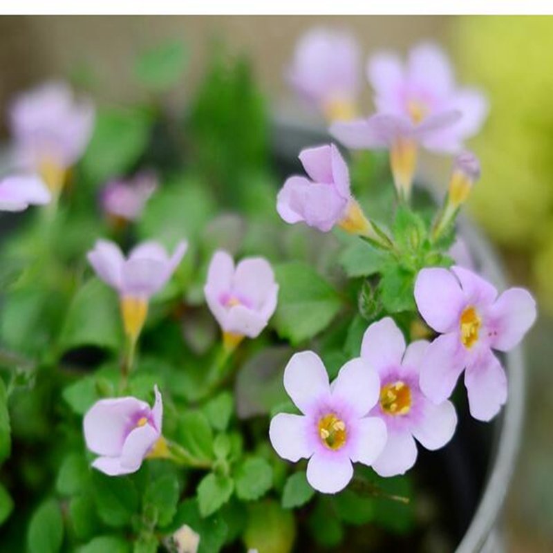 100Pcs A Set  Bacopa  Seed ProQgf