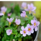 100Pcs A Set  Bacopa  Seed ProQgf