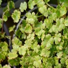 100Pcs A Set Hydrocotyle sibthorpioides Seed ProQgf