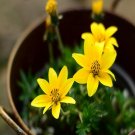 100Pcs A Set Bidens humilis  Seed ProQgf