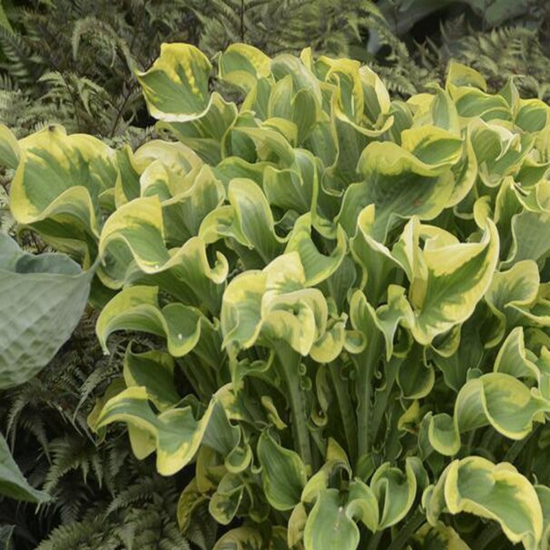 100Pcs A Set Hosta wheee Seed ProQgf