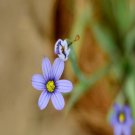 100Pcs A Set Sisyrinchium bellum Seed ProQgf