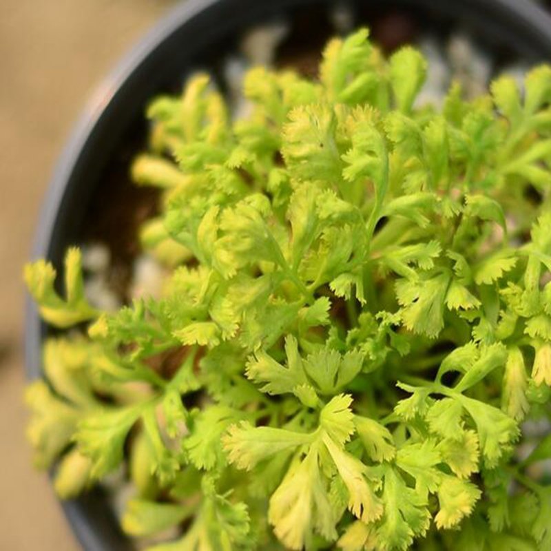 100Pcs A Set Pyrethrum parthenium Seed ProQgf