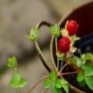 100Pcs A Set Duchesnea indica Seed ProQgf