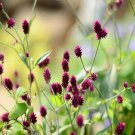 100Pcs A Set Senniti-kobo Alternanthera  Seed ProQgf