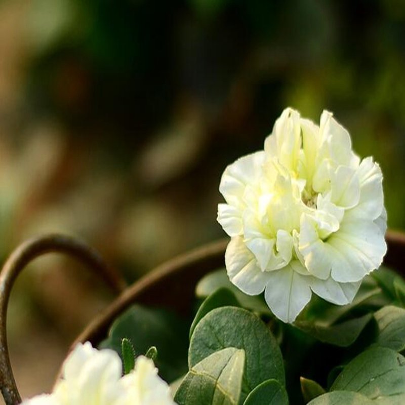 100Pcs A Set double white petunia Seed ProQgf