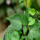 100Pcs A Set Hedera helix Teardrops Seed ProQgf