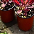 100Pcs A Set  lyrata Purple volcan Seed ProQgf