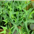 100Pcs A Set Hedera helix needlepoint Seed ProQgf