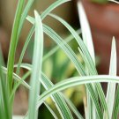 100Pcs A Set Ophiopogon japonicus  Seed ProQgf