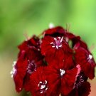 100Pcs A Set Dianthus Sweet Black Cherry Seed ProQgf