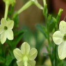 100Pcs A Set Nicotiana alata Link  Seed ProQgf