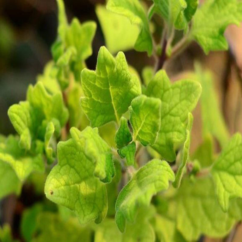 100Pcs A Set plectranthus venteri Seed ProQgf
