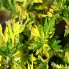 100Pcs A Set Artemisia vulgaris Seed ProQgf