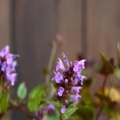 100Pcs A Set Agastache rugosa Seed ProQgf