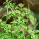 100Pcs A Set Clinopodium chinense Seed ProQgf