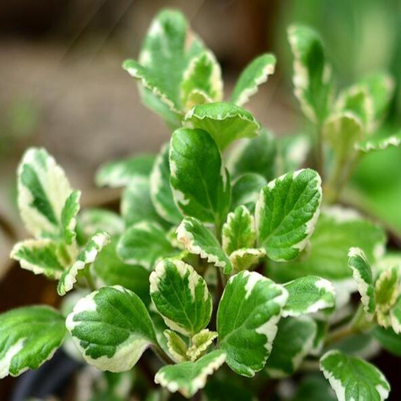100Pcs A Set lectranthus glabratus  Seed ProQgf
