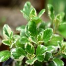 100Pcs A Set lectranthus glabratus  Seed ProQgf