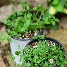 100Pcs A Set Lippia canescens Seed ProQgf