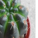 1Pcs A Set Gymnocalycium baldianum Mini Plant ProQgf