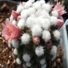1Pcs A Set M. gracilis Mini Plant ProQgf