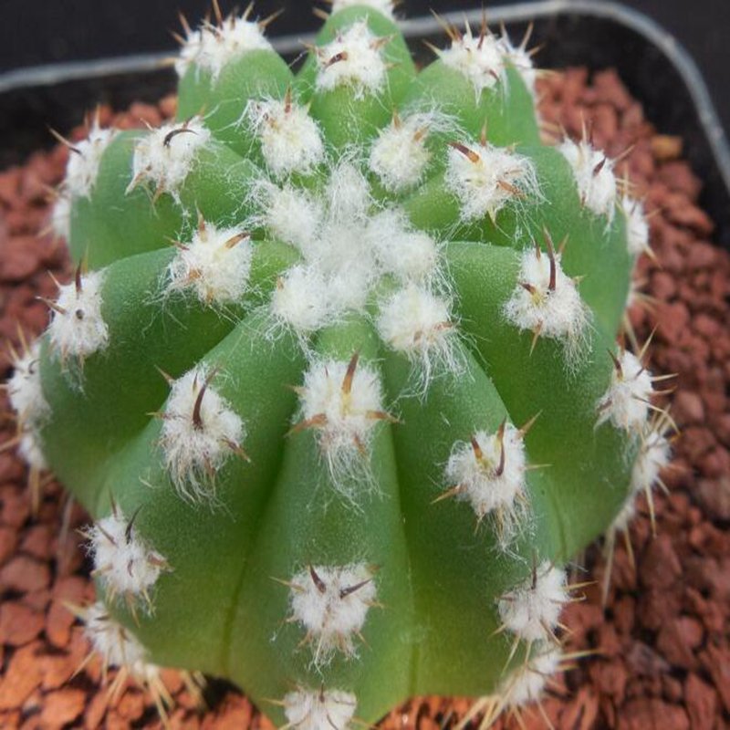 1Pcs A Set E. tubiflora Mini Plant ProQgf