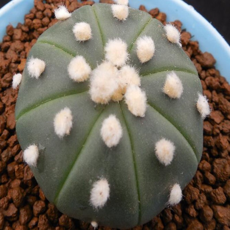 1Pcs A Set A. asterias Mini Plant ProQgf
