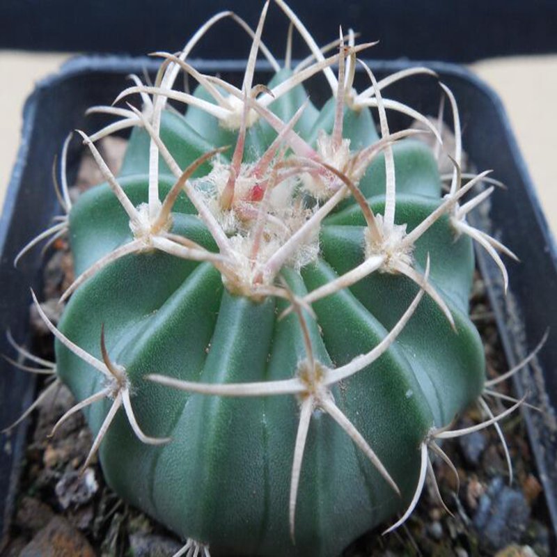 1Pcs A Set Echinocactus texensis  Mini Plant ProQgf
