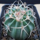 1Pcs A Set Echinocactus texensis  Mini Plant ProQgf