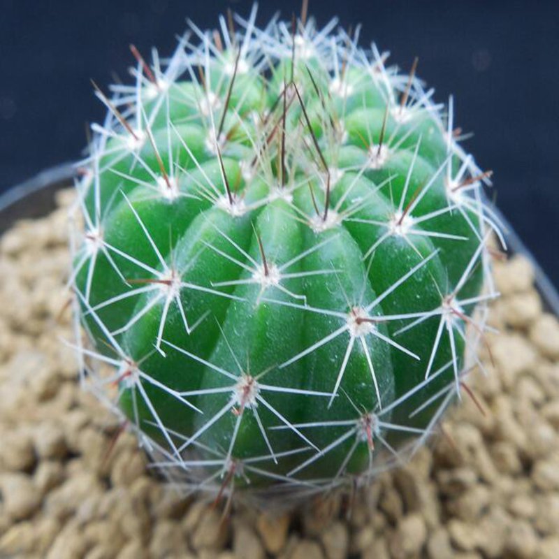1Pcs A Set Parodia ottonis Mini Plant ProQgf