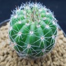 1Pcs A Set Parodia ottonis Mini Plant ProQgf