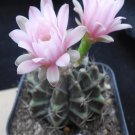 1Pcs A Set G. mihanovichii  Mini Plant ProQgf