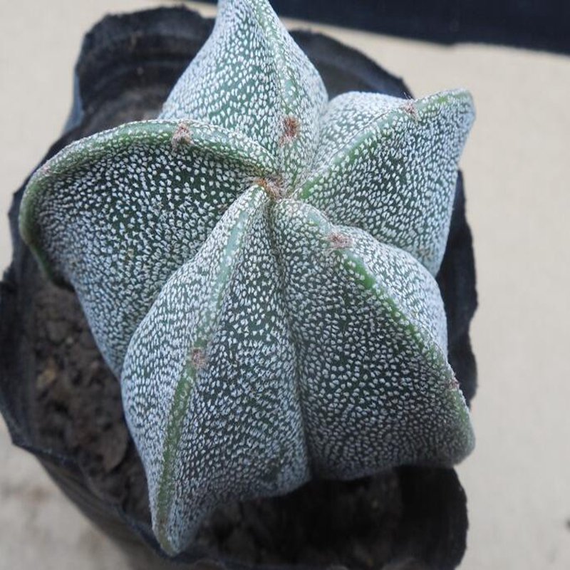 1Pcs A Set A. myriostigma Mini Plant ProQgf