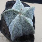 1Pcs A Set A. myriostigma Mini Plant ProQgf