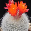 1Pcs A Set N. haselbergii Mini Plant ProQgf