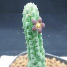 1Pcs A Set Echidnopsis nubica Mini Plant ProQgf