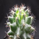 1Pcs A Set H. setispinus  Mini Plant ProQgf