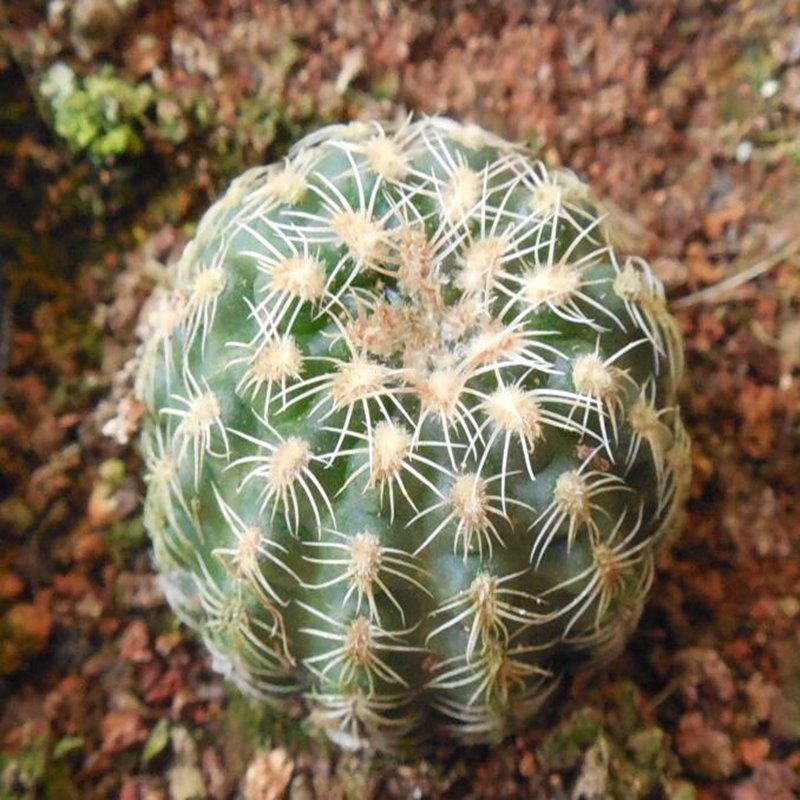 1Pcs A Set Gymnocalycium bruchii  Mini Plant ProQgf