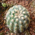 1Pcs A Set Gymnocalycium bruchii  Mini Plant ProQgf