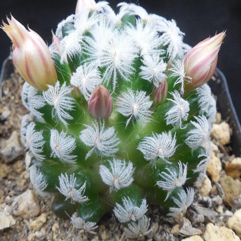 1Pcs A Set M. duwei  Mini Plant ProQgf