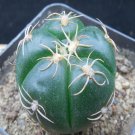 1Pcs A Set Gymnocalycium haiwang  Mini Plant ProQgf