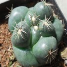 1Pcs A Set Coryphantha andreae Mini Plant ProQgf