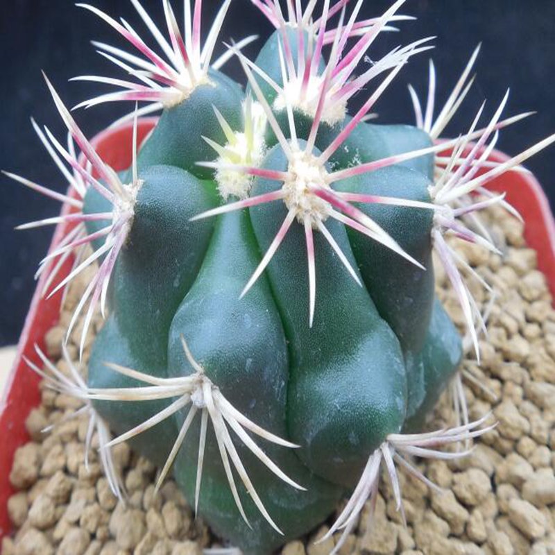 1Pcs A Set Thelocactus bicolor  Mini Plant ProQgf