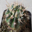 1Pcs A Set N. paulus   Mini Plant ProQgf