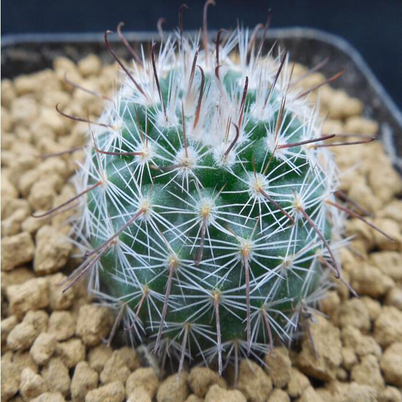 1Pcs A Set Parodia sanguiniflora  Mini Plant ProQgf