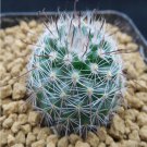 1Pcs A Set Parodia sanguiniflora  Mini Plant ProQgf